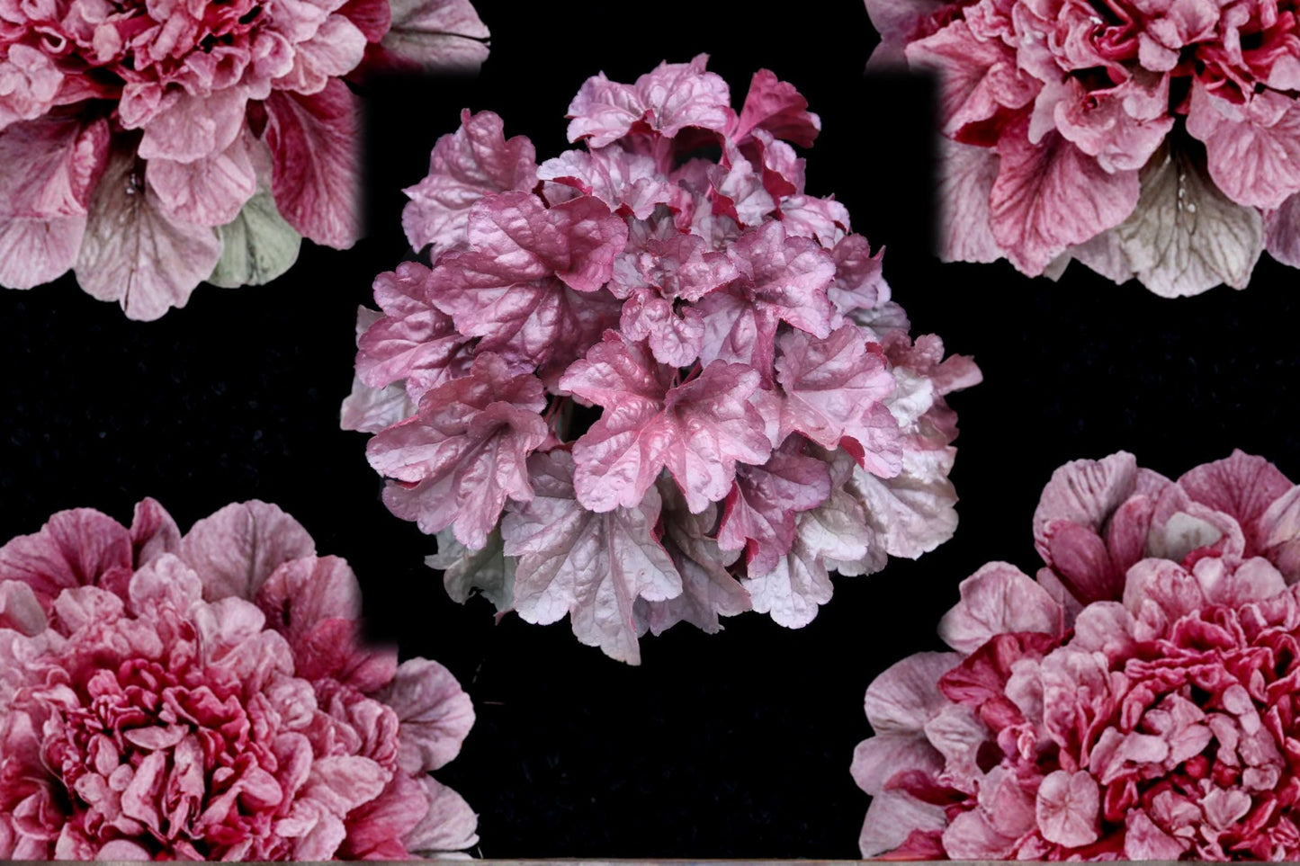 Heuchera ‘Iridescent’ Plug – Coral Bells Shade Perennial with Color-Changing Pink Silver Foliage Starter Plant