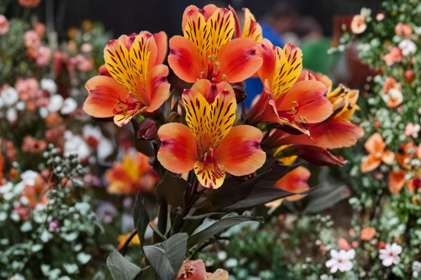 Alstroemeria Indian Summer Perennial Live Plant 4.5 Inch Pot Orange Yellow Blooms Bronze Foliage Garden Flower