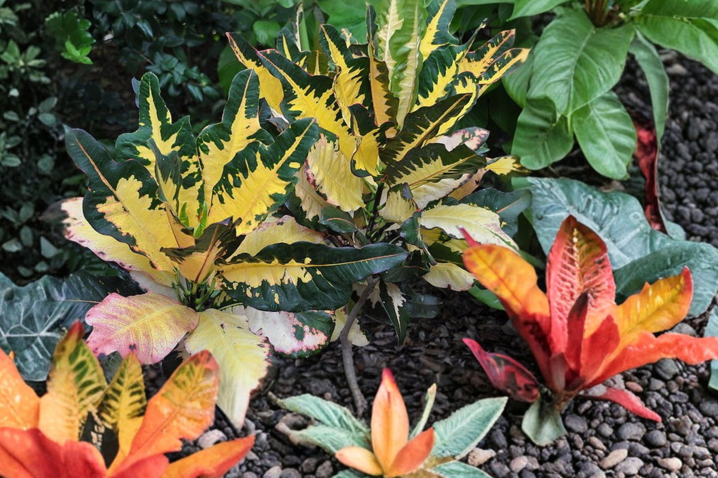 Croton Monalisa Plant Pack of 2 – Colorful Tropical Houseplant with Variegated Foliage – Codiaeum Variegatum – Indoor Live Plant