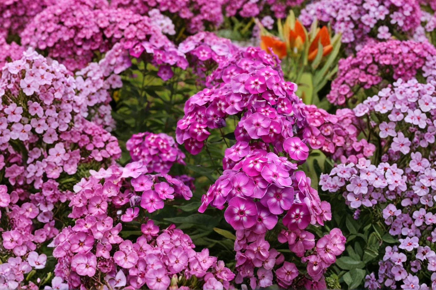 Phlox ‘Laura’ Tall Garden Perennial – Fragrant Purple Flowers – Pollinator Friendly – Cottage Garden Plant – 1 Gallon Live Plant