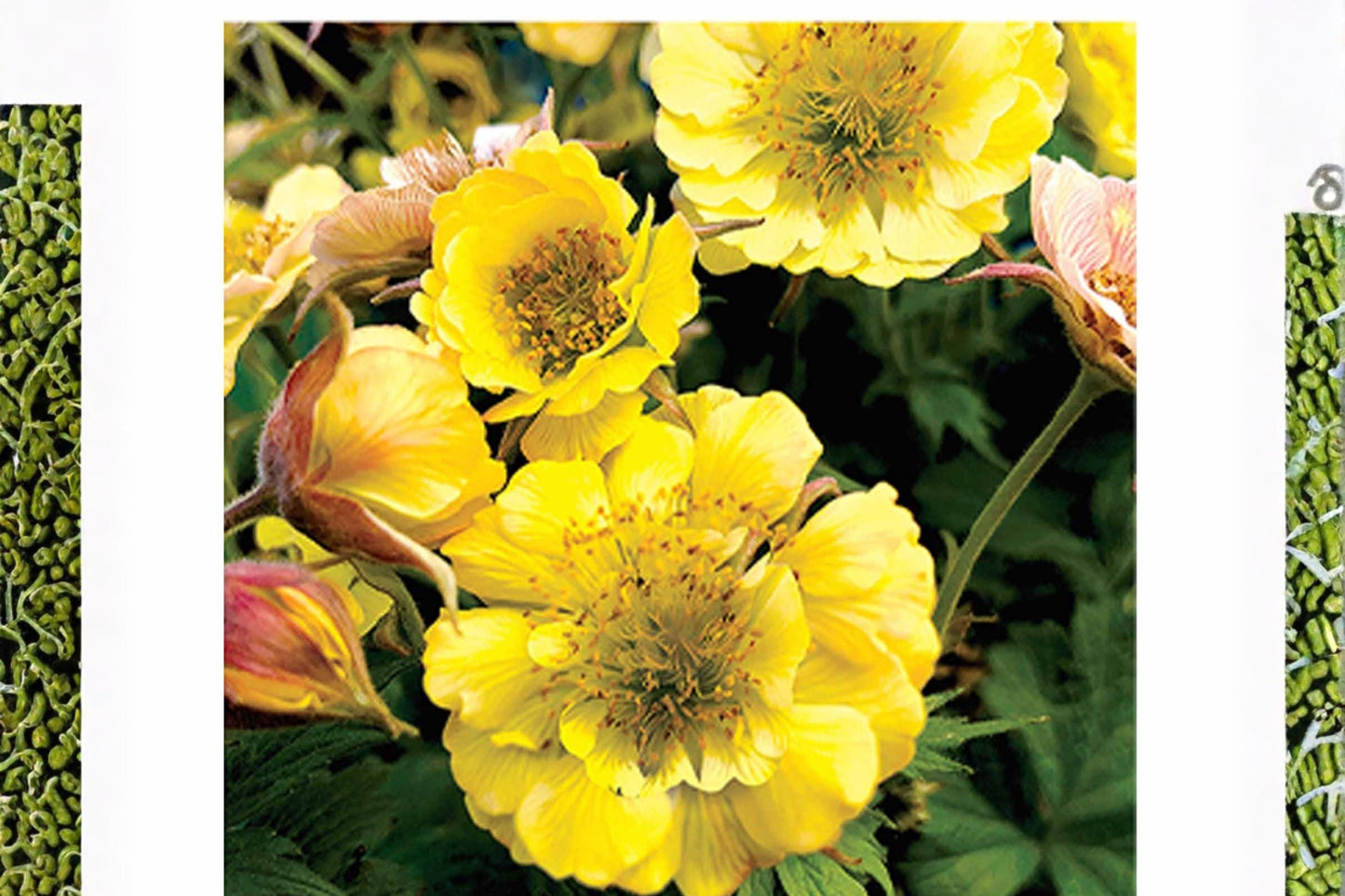 Geum ‘Tempo Yellow’ Live Perennial Plant | Bright Yellow Double Flowers | Long Blooming Pollinator Friendly | Potted or Plug