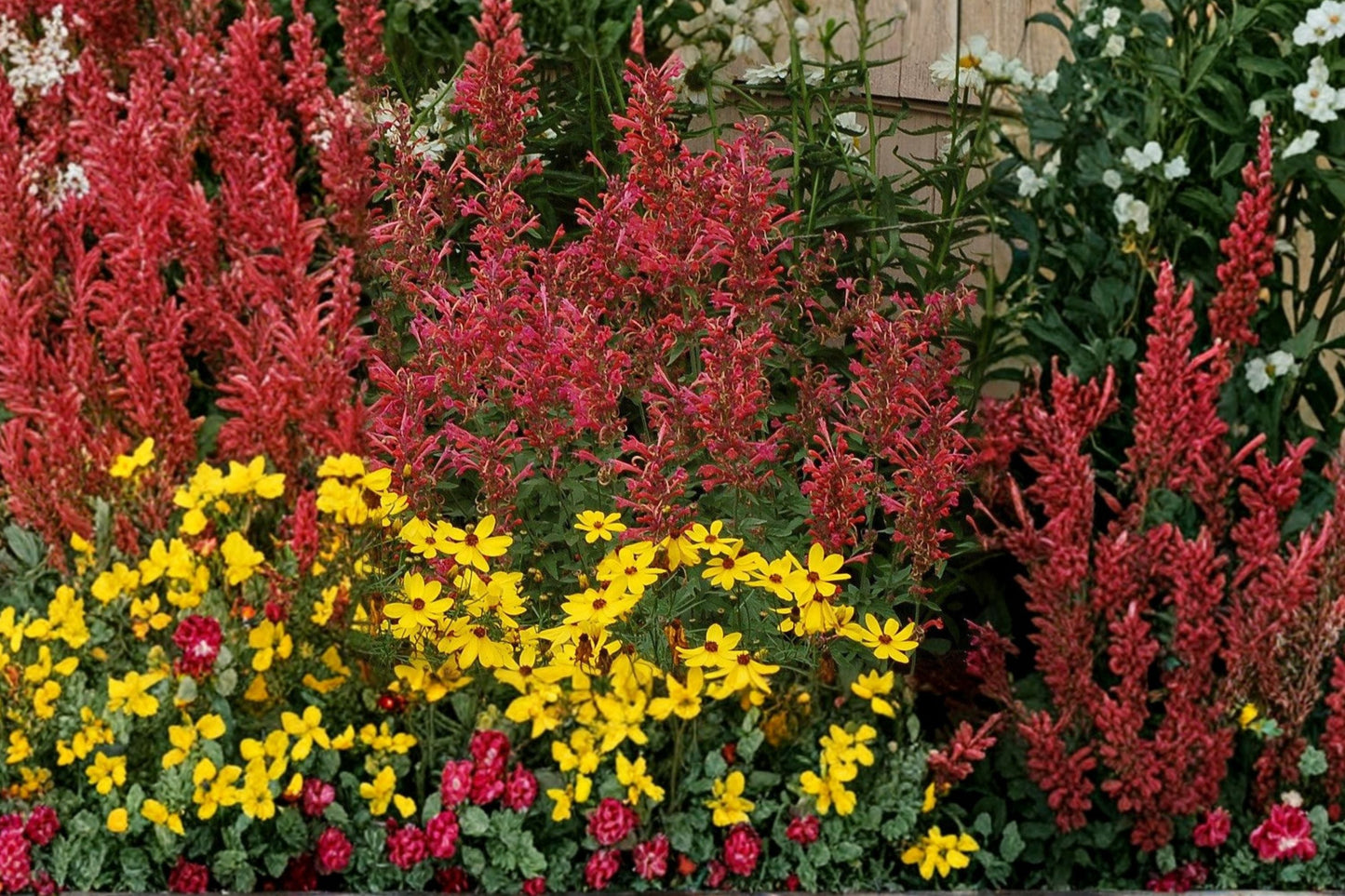 Agastache ‘Kudos Coral’ Live Plant | Drought Tolerant Pollinator Perennial | Hummingbird Mint | Coral Hyssop | Compact Dwarf Plant