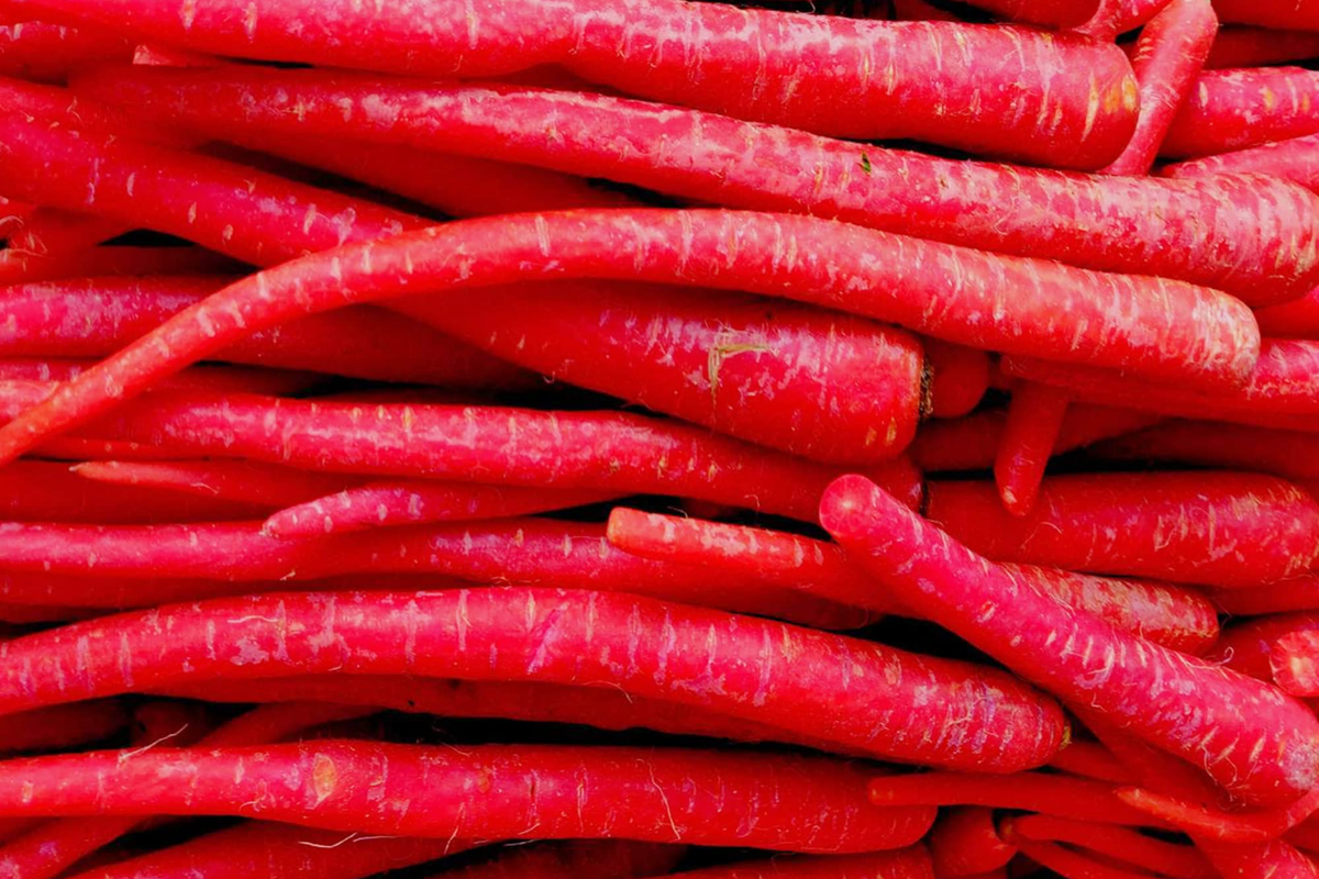 1000pcs Red Carrot Seeds - Sweet Heirloom Root Vegetable - Daucus carota - Juicy Flavor for Home Gardens