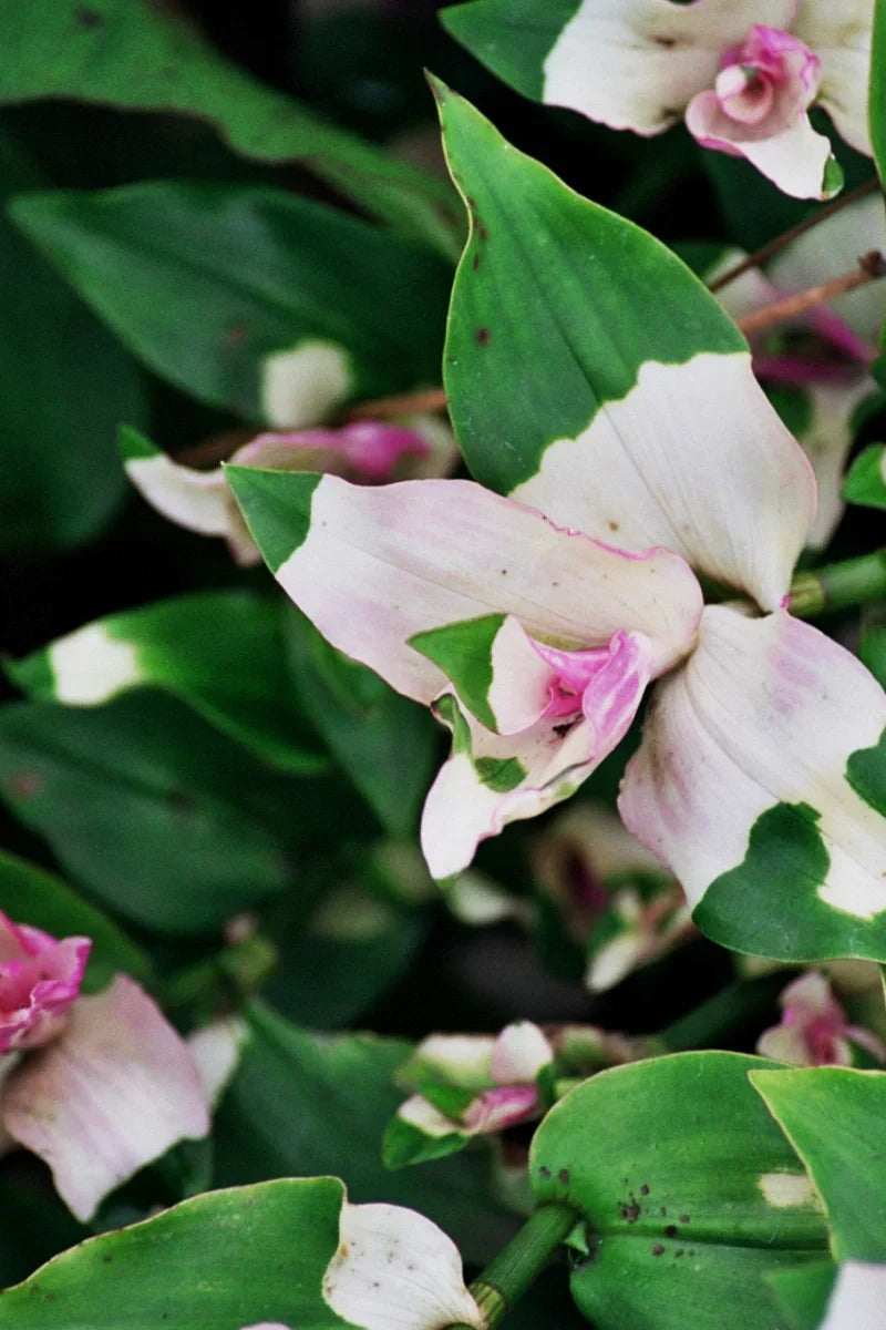 3 Tradescantia Blushing Bride Cuttings – Pink & White Variegated Unrooted Stems for Indoor & Outdoor Container Vine