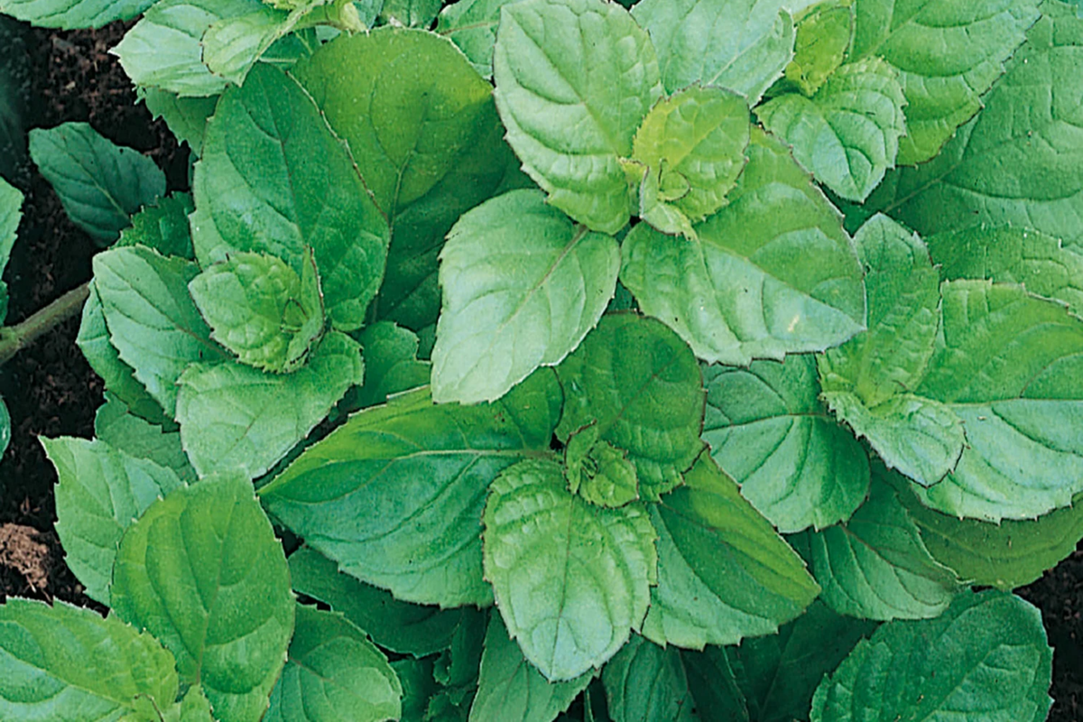Peppermint Herb Seeds 30mg | Mentha x piperita Aromatic Mint | Culinary & Medicinal Garden Herb