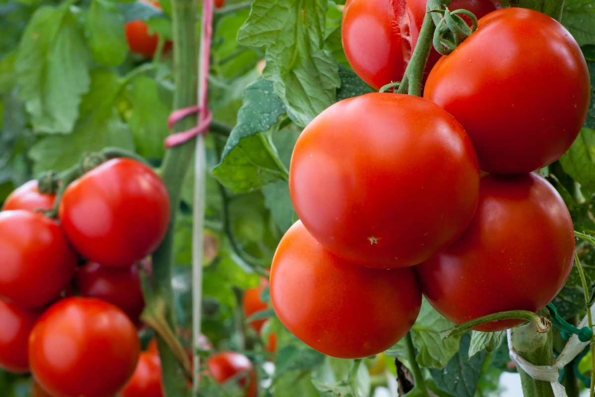 Tomato Seeds 100mg Super Sioux Non-GMO Heirloom Solanum lycopersicum Heat-Tolerant Rich Flavor for Slicing & Sauces