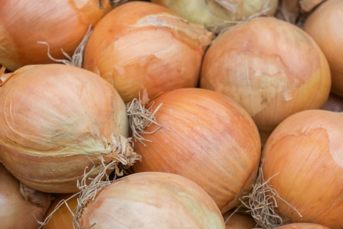 250mg Sweet Spanish Colorado #6 Onion Seeds | Allium cepa | Non-GMO, Mild Flavor, Large Bulbs, Ideal for Fresh Use & Cooking