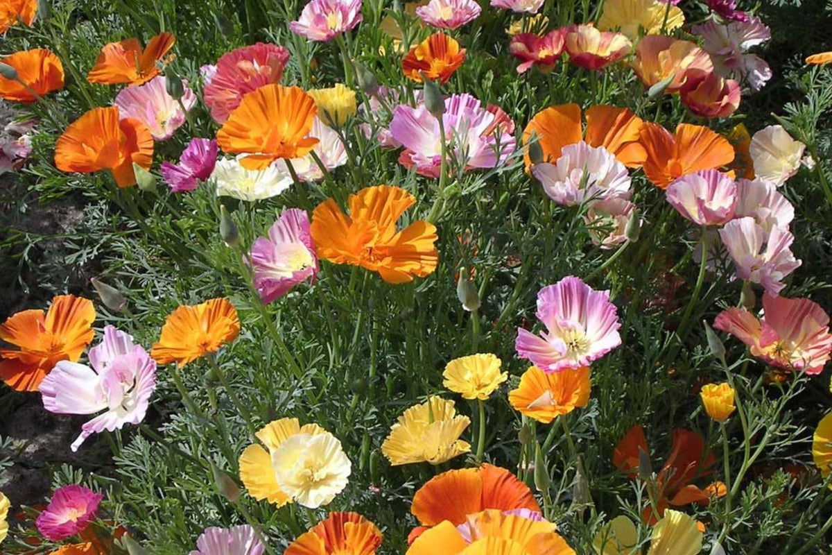 Ballerina Mix California Poppy Seeds | Multicolor Blooms | Drought Tolerant | Eschscholzia Californica | Pollinator-Friendly