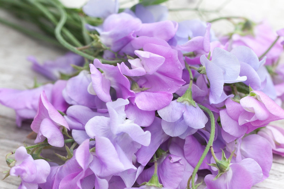 Royal Lavender Sweet Pea Seeds | Non-GMO Climbing Vine | Fragrant Purple Blooms | Lathyrus odoratus | Pollinator Friendly
