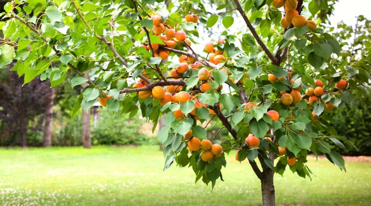 Apricot Tree Cuttings – Unrooted Prunus armeniaca Grafting Scion Wood for Fruit Tree Propagation, Heirloom Apricot Grafting Material