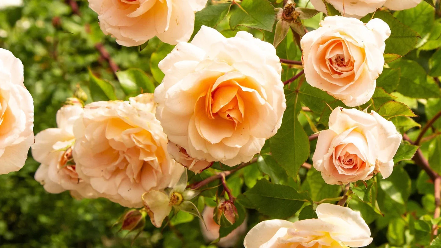 Yellow Apricot Rose Cuttings 5pcs | Live Unrooted Rose Stems for Rooting & Grafting | Fragrant Heirloom Garden Rose