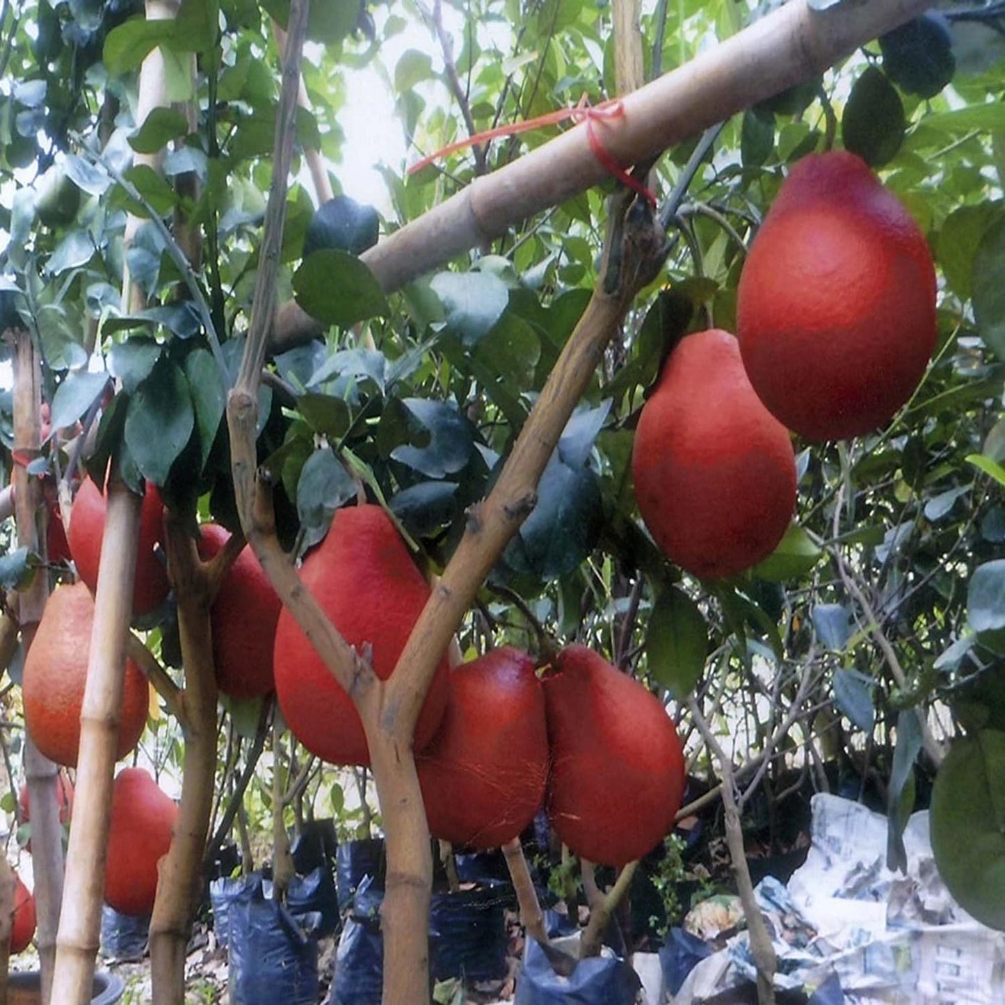 Super Rare Red Pomelo Cuttings – Citrus maxima Chinese Grapefruit – 3 Fresh Scions for Rooting or Grafting