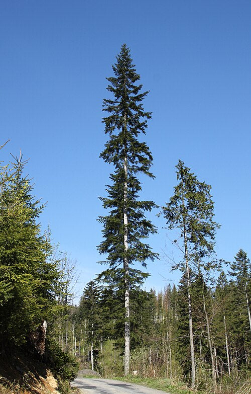 European Silver Fir Seeds – Abies alba, Evergreen Conifer Tree, White Fir, Cold Hardy, 10 Seeds
