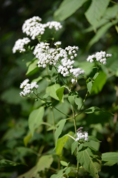 Ageratina Altissima Seeds 500 White Snakeroot Native Perennial Wildflower Woodland Plant Pollinator Friendly