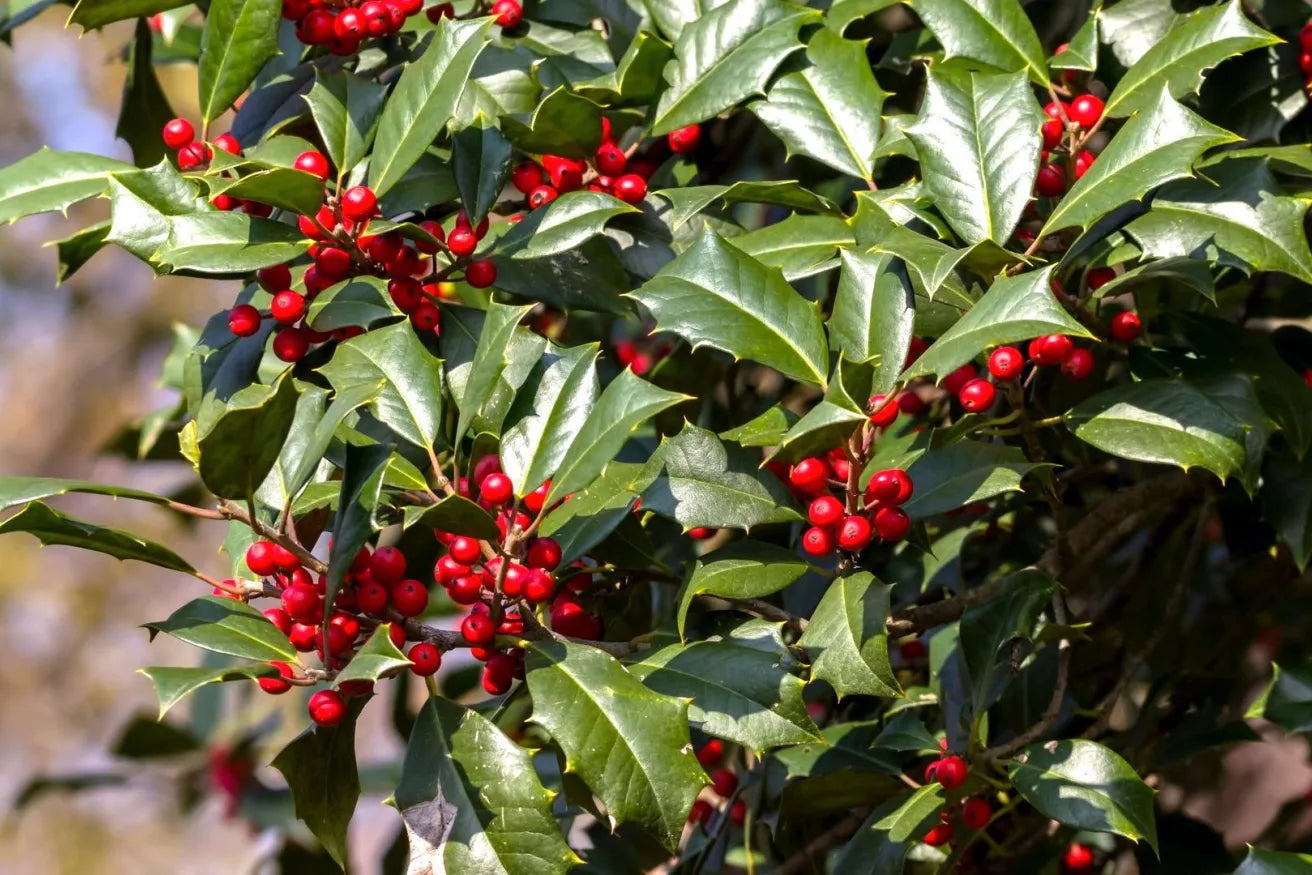 15 American Holly Cuttings | Organic, Fresh, Unrooted | Evergreen Tree Starts | Ilex opaca Live Plant for Holiday & Landscape