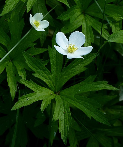 100 Anemone canadensis Seeds | Native Perennial Wildflower for Meadows & Borders | Canada Anemone, White Blossoms, Pollinator Attractant