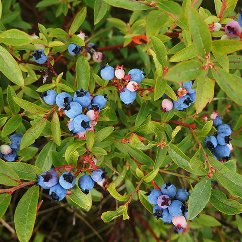 5 Blueberry Plants β Live Rooted Cuttings | Hardy Fruit Bushes for Planting | High Yield Edible Berry Shrubs | Non-GMO Blueberries