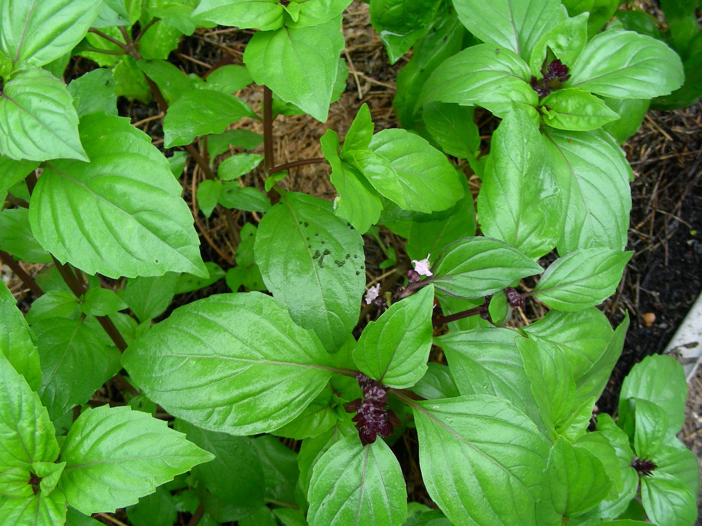 Thai Basil Live Plants 10” Bareroot – Anise-Scented Herb for Cooking, Pho & Garden – Ocimum basilicum var. thyrsiflora – 2 Pack