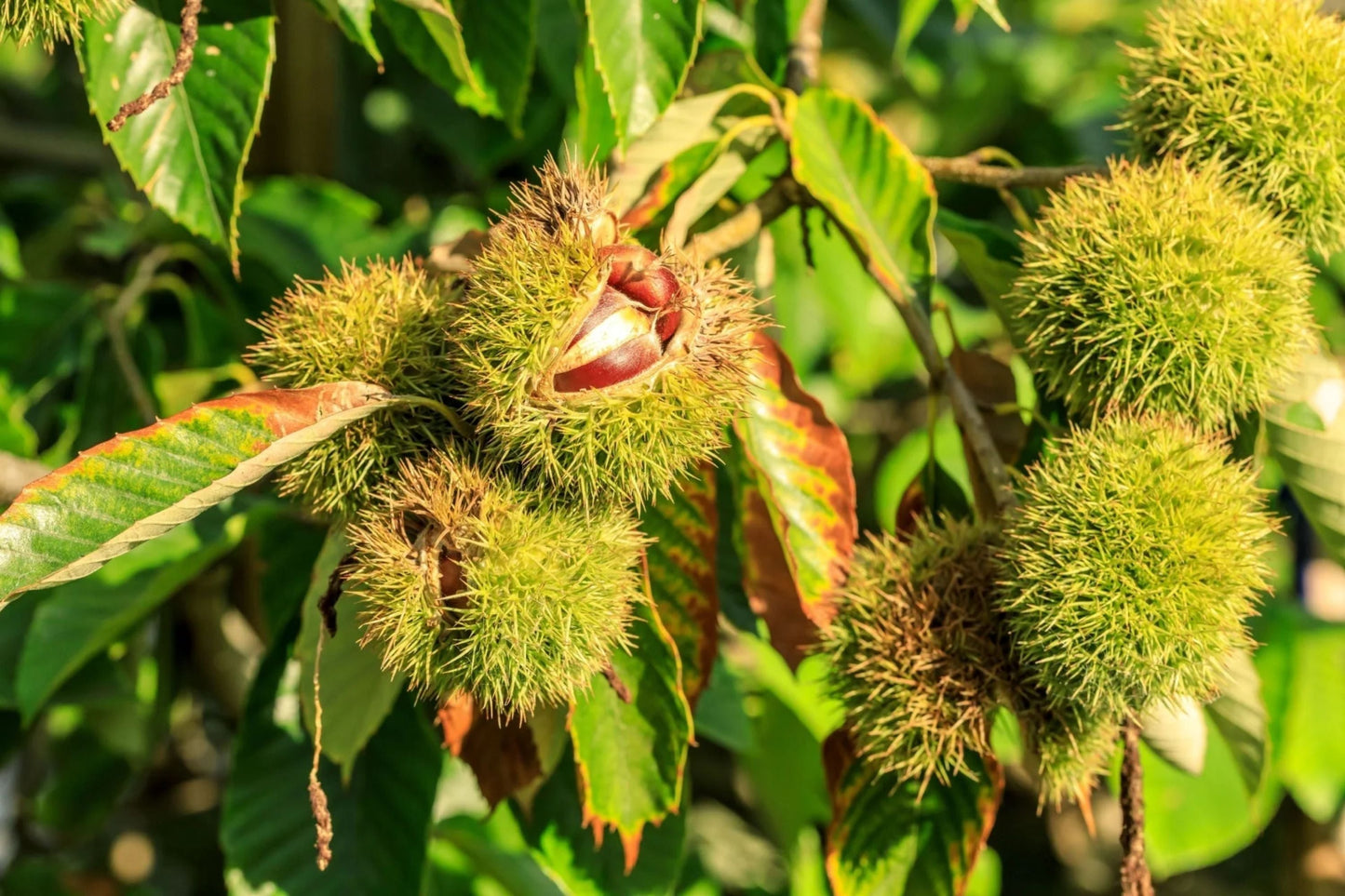 Chinese Chestnut Tree – Live Bareroot Nut Tree – Castanea mollissima – Edible Chestnuts, Hardy Orchard Starter