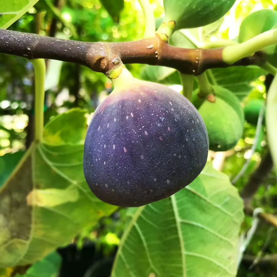 Black Jack Fig Tree Cuttings – Ficus carica – Unrooted Fresh Scion Wood for Propagation, Grafting & Growing Large Sweet Fig Variety