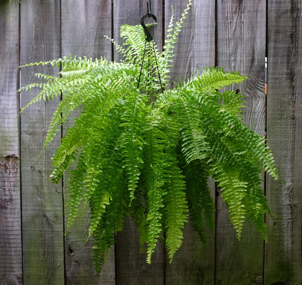 4 Boston Fern Live Plants – Indoor/Outdoor Air-Purifying Ferns, Nephrolepis exaltata, 8-inch Tall, Lush Greenery, Easy Care