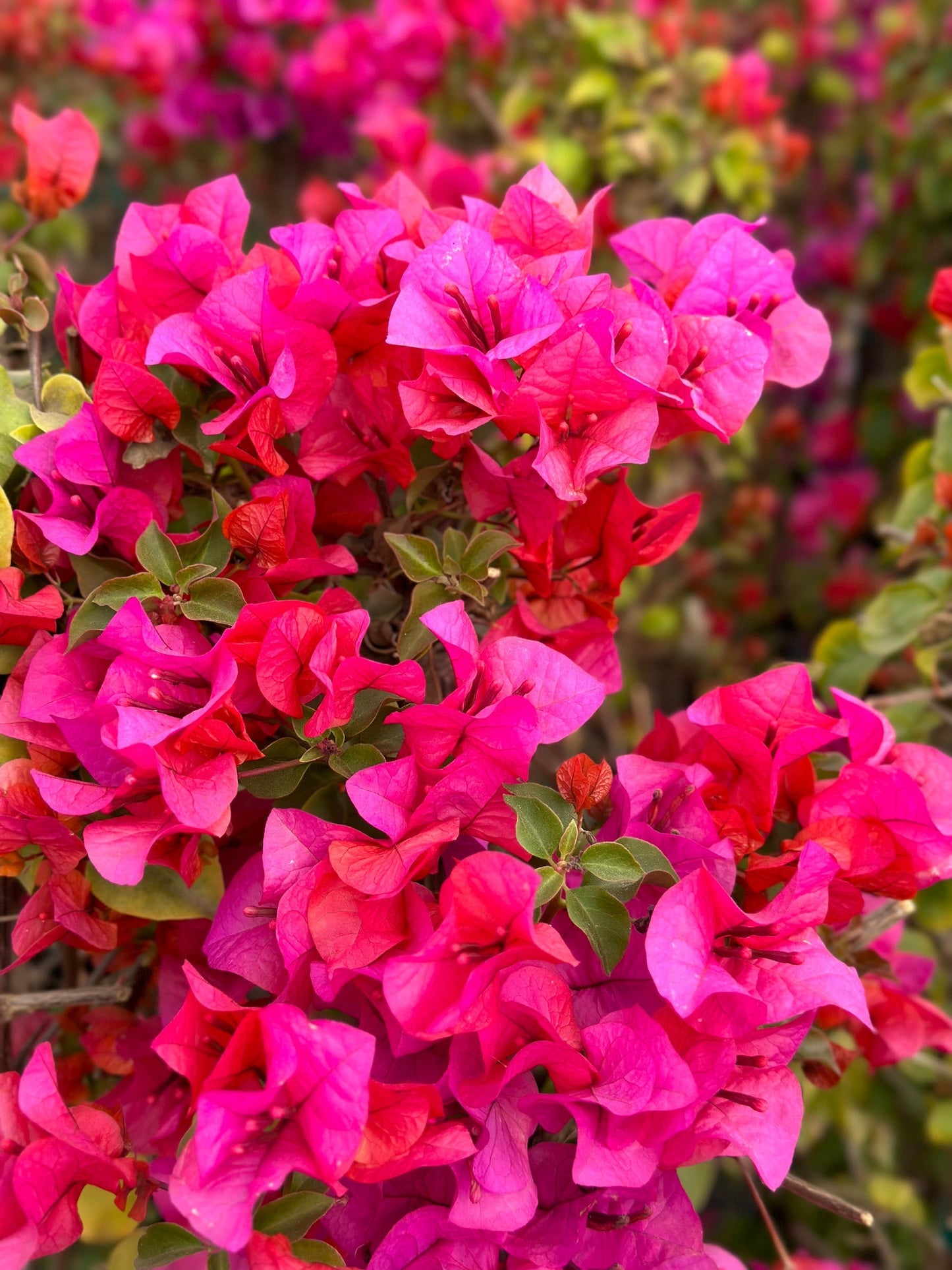 7 Bougainvillea Fuchsia Pink Live Cuttings – Unrooted Flowering Vining Shrub for Garden or Bonsai, Tropical Plant, 6-inch