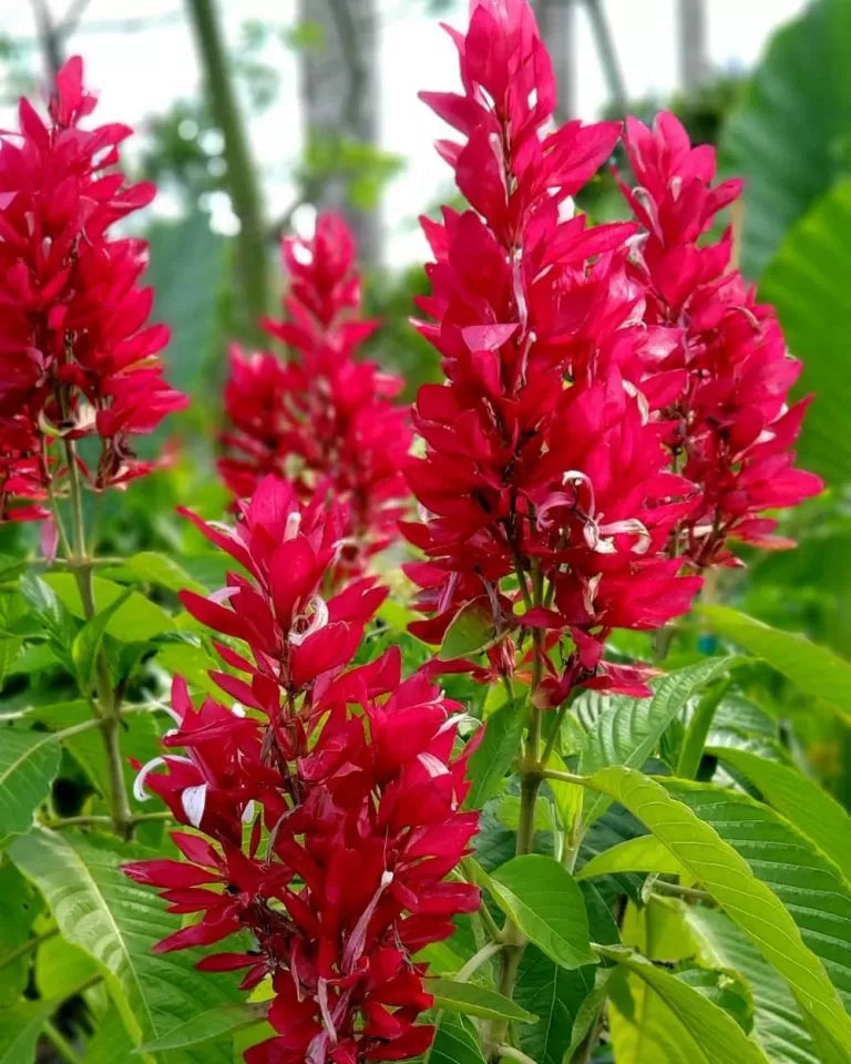 Brazilian Red Cloak Cuttings | 7 Unrooted Tropical Flowering Shrubs Megaskepasma erythrochlamys