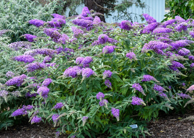 Buddleja Davidii Purple Butterfly Bush Cuttings – 7 Unrooted 6" Live Plants for Pollinator Gardens, Fragrant Purple Flowers, Fast-Growing Shrub