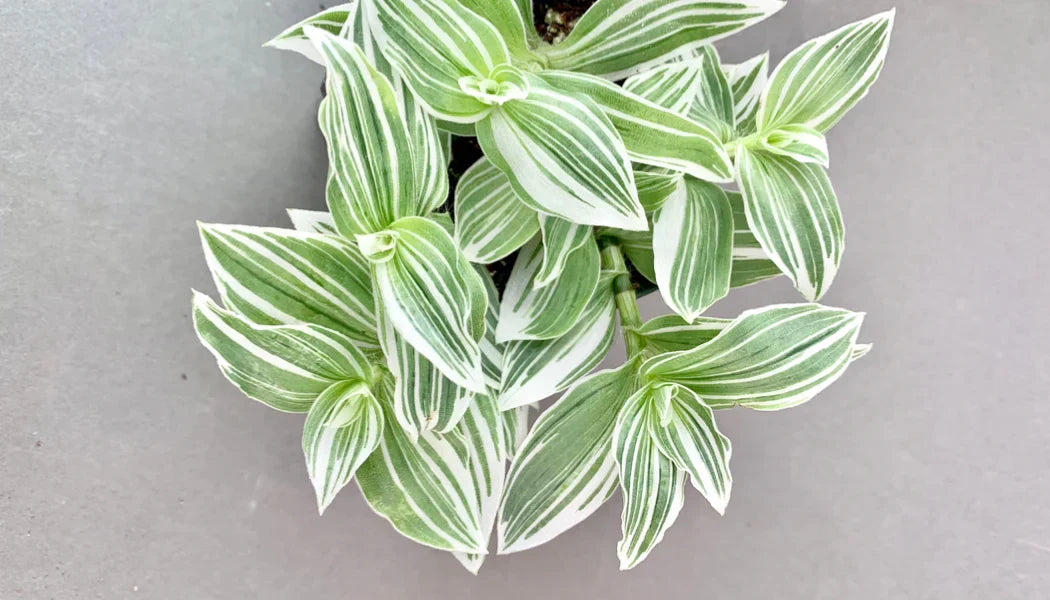 Tradescantia albiflora Cuttings – Variegated Unrooted Starter Vines for Indoor & Outdoor Pots or Hanging Baskets