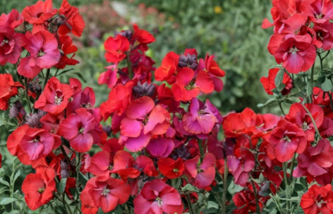 Wallflower Live Plant – Erysimum ‘Winter Passion’ Perennial Flowering Plant for Garden, 1-3 Inches Tall