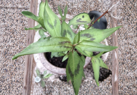 Vietnamese Coriander Rau Ram Live Plants – 8 Rooted Persicaria odorata Herbs for Garden, Culinary Use, Aromatic Leaves