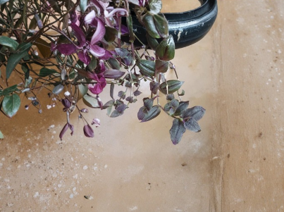 Tradescantia Zebrina Purple Velvet Cuttings – Live Unrooted Houseplant Propagation Plant for Indoor Decor