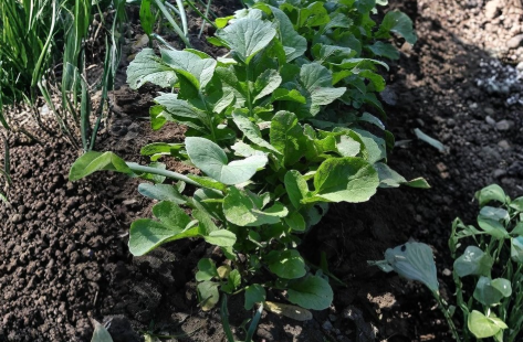 Bloomsdale Spinach Seeds 250 Count – Heirloom Leafy Green Vegetable Seeds for Home Garden, Cool Weather, Nutrient-Rich Greens