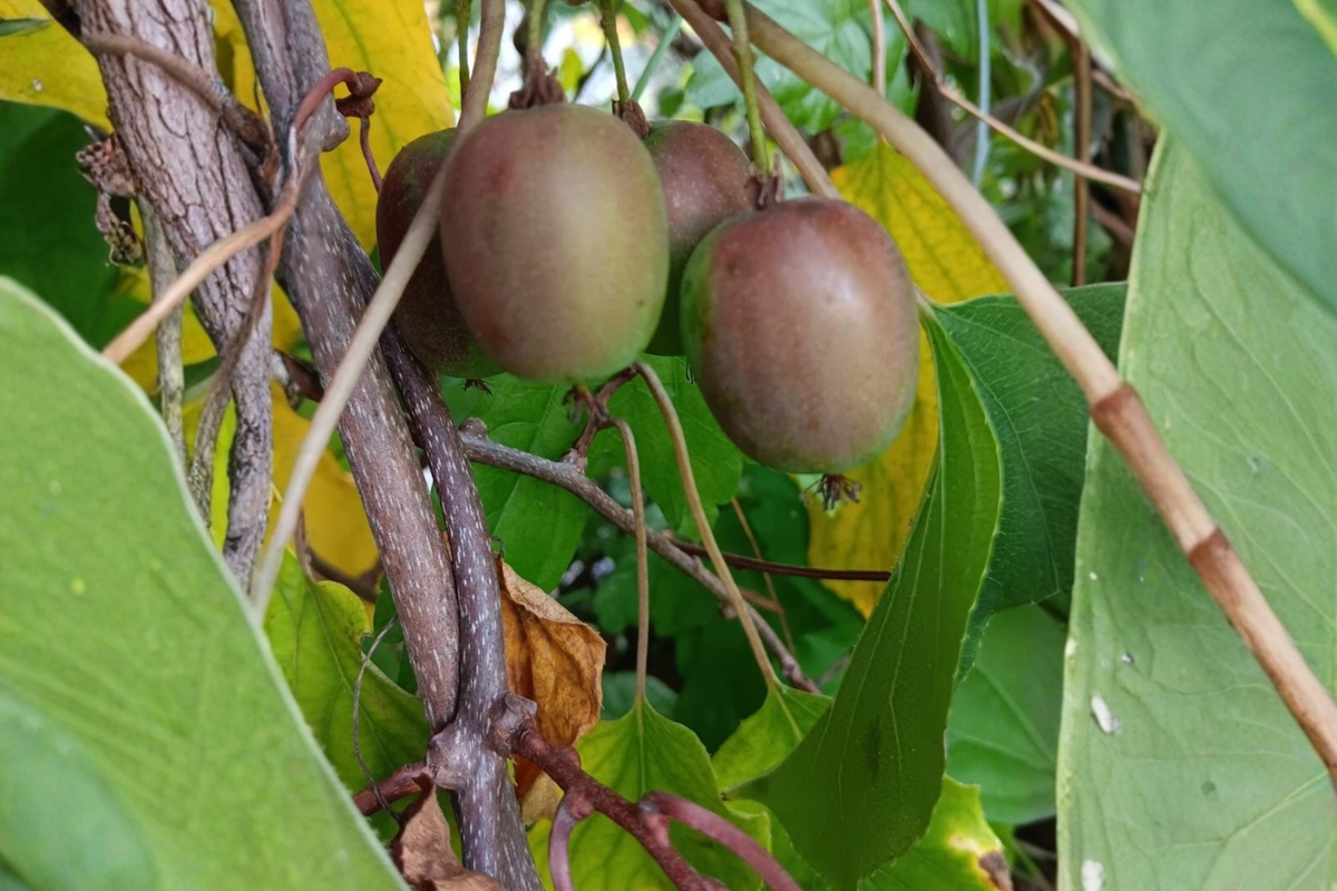 Hardy Kiwi Cuttings - 10 Unrooted Female Actinidia arguta ‘Geneva’ for Cold Climate Propagation, Climbing Vine Plant