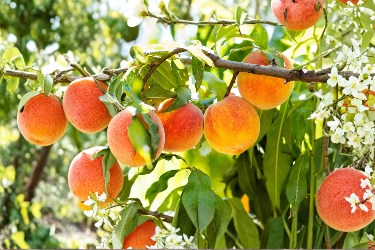 Bonfire Patio Peach Tree 3-4 Ft Live Plant – Dwarf Peach Prunus persica Garden Container Fruit Tree