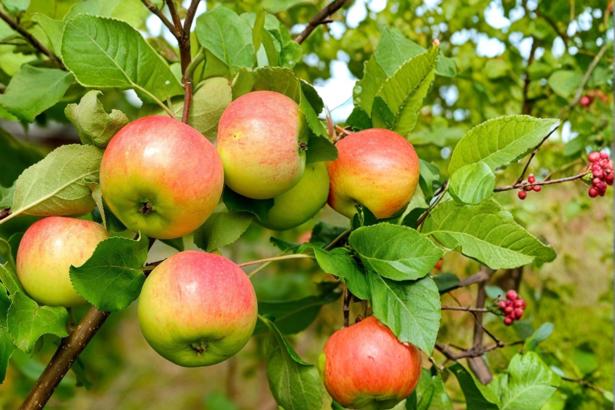 Honeycrisp Apple Tree Live Plant 4–6 Ft Fruit Tree, Sweet Crisp Apples for Garden Orchard, Deciduous Outdoor Plant