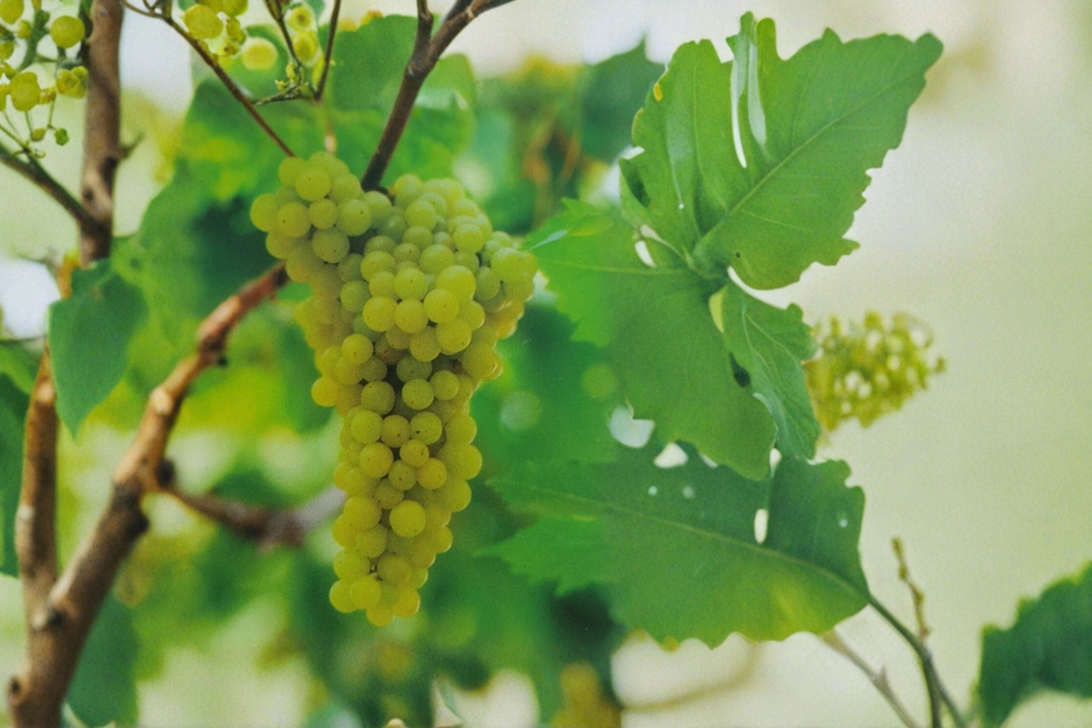 Chardonnay Grape Vine Live Plant 4–6 Ft White Wine Grape Vine for Backyard Vineyard Garden Growing