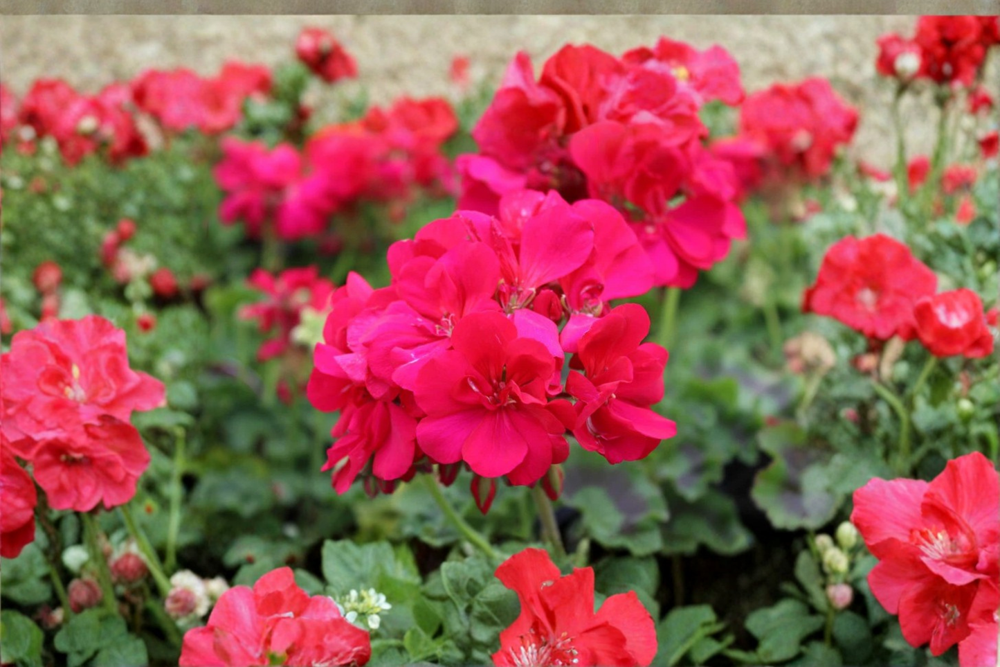 Double Bright Pink Geranium Cuttings – 4 Fresh Pelargonium Pelargonium x hortorum Ornamental Flowering Plant