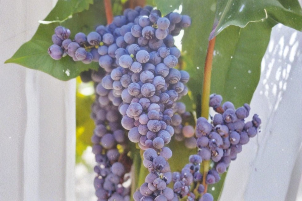 Fredonia Grape Vine Live Plant 2 Gallon Pot, Sweet Grape Vine for Garden Trellis Vineyard Plant