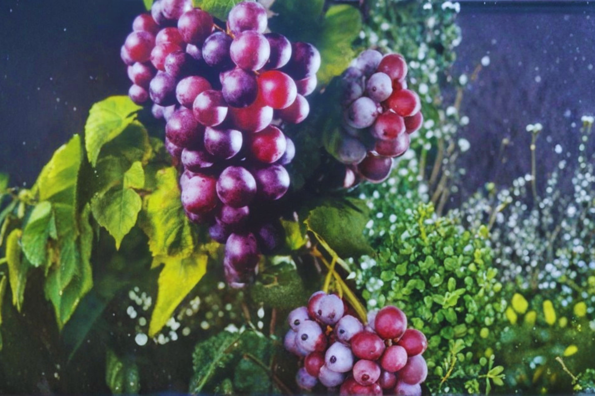 Black Muscadine Grape Vine 4-6 Ft Live Plant – Vitis rotundifolia Garden Vineyard Fruit Vine