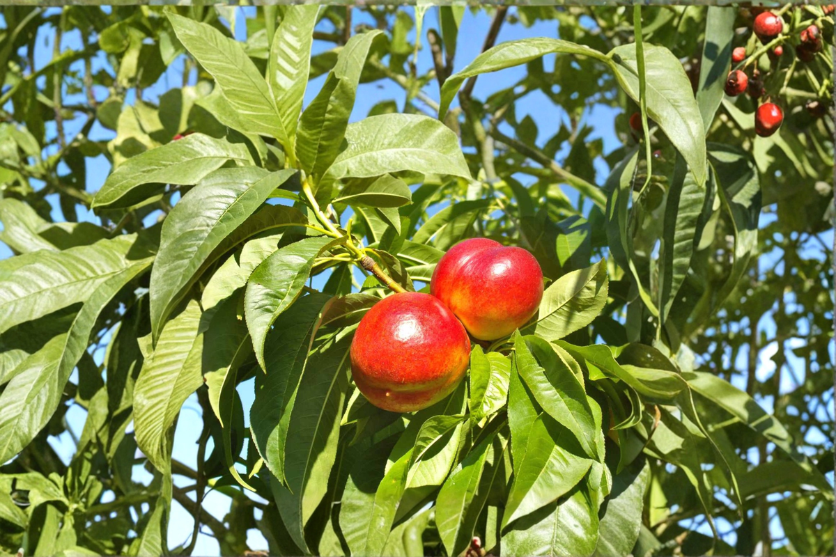 May Fire Nectarine Tree Live Plant 4–6 Ft Fruit Tree Sweet Nectarines for Home Garden Backyard Orchard