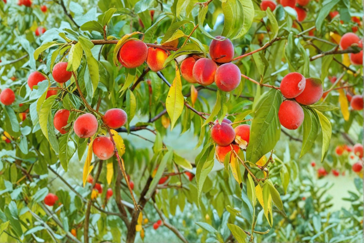 Jefferson Peach Tree Live Plant 4–6 Ft Fruit Tree, Peach Tree for Garden Orchard, Deciduous Backyard Tree