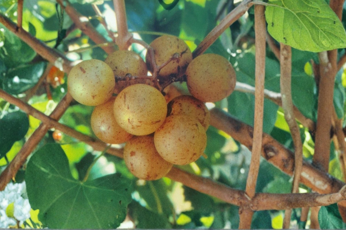 Bronze Early Fry Muscadine Grape Vine Live Plant 1 Gallon, Fruit Vine for Garden Vineyard, Outdoor Climbing Plant