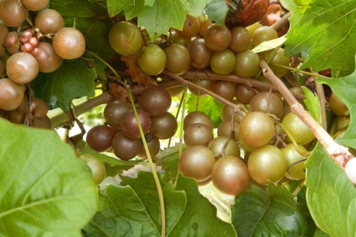 Bronze Chowan Muscadine Grape Vine Live Plant 2 Gallon, Sweet Fruit Vine for Garden Vineyard, Outdoor Climbing Plant