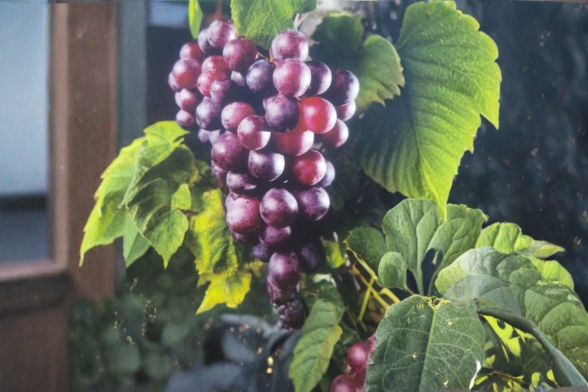 Black Jumbo Muscadine Grape Vine Live Plant 2 Gallon Pot, Large Fruit Vine for Garden Trellis Vineyard