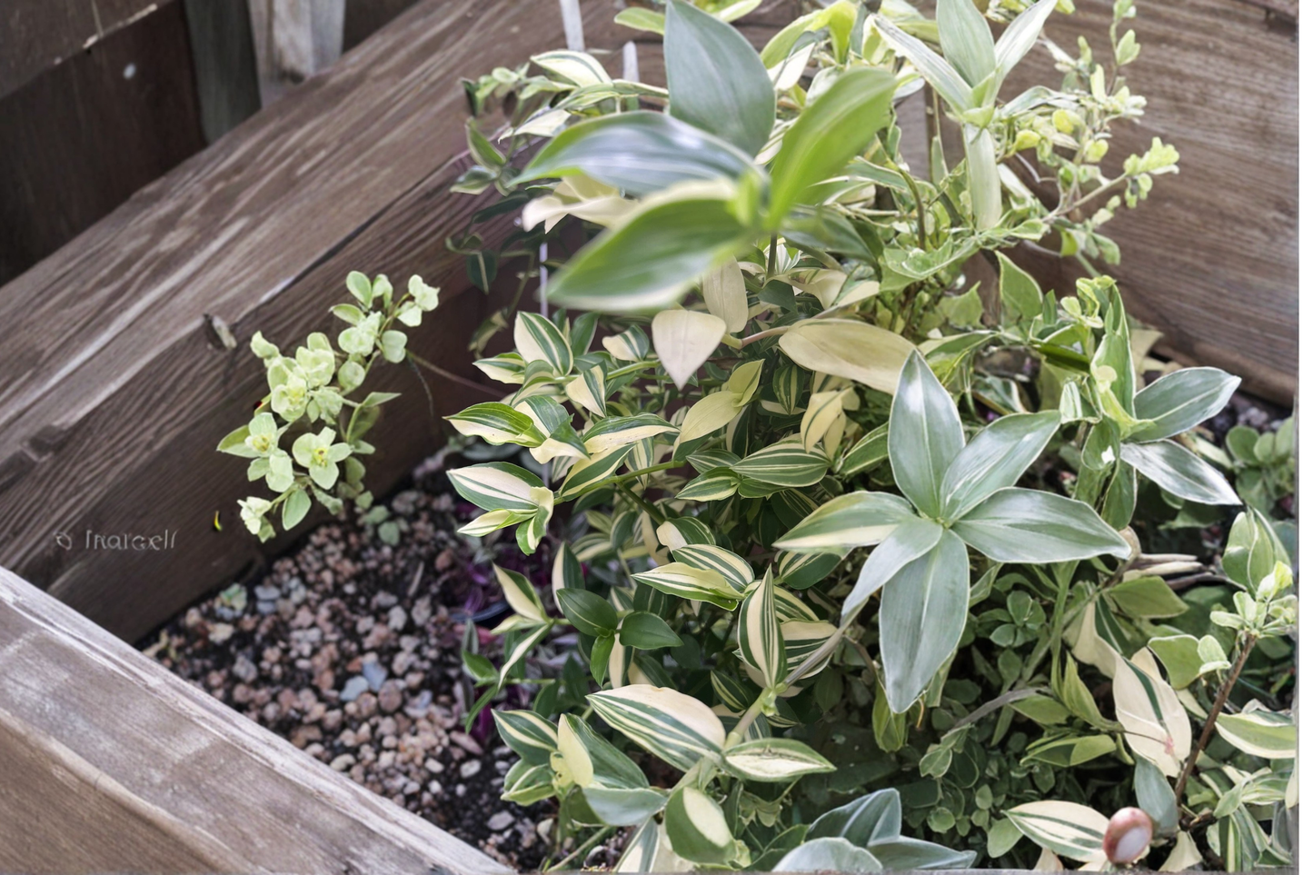 Cream Wandering Jew Cuttings – 5 Variegated Tradescantia fluminensis Indoor Plant, Green and White Foliage