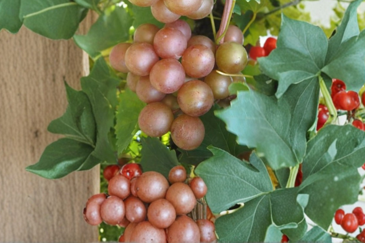 Higgins Muscadine Grape Vine Live Plant 1 Gal Bronze Grape Vine for Garden Vineyard, Sweet Fruit Vine for Outdoor Growing