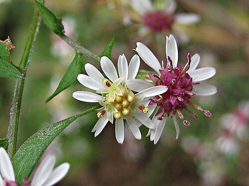100 Symphyotrichum lateriflorum Seeds | Calico Aster Native Perennial Wildflower for Pollinator Gardens & Meadows