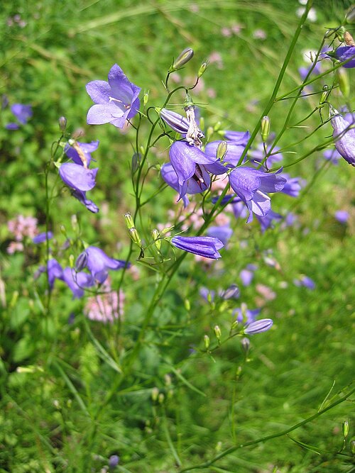 Campanula rotundifolia Seeds – Harebells Bluebell Wildflower, 100 Non-GMO Perennial Seeds for Pollinator Gardens
