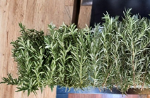 10 Fresh Rosemary Cuttings for Planting Unrooted Stems Herb Starter Salvia Rosmarinus
